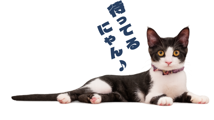 待ってるにゃん